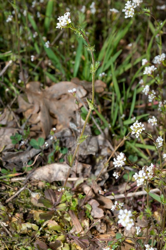 Draba muralis / Draba dei muri